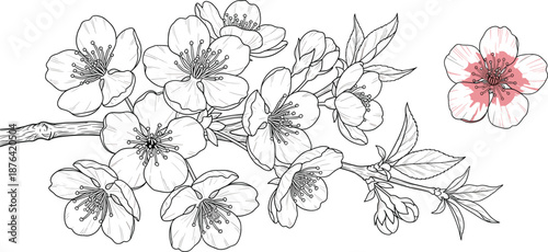 Sketch of blooming cherry blossom branch with a single pink flower accent in hand drawn style.