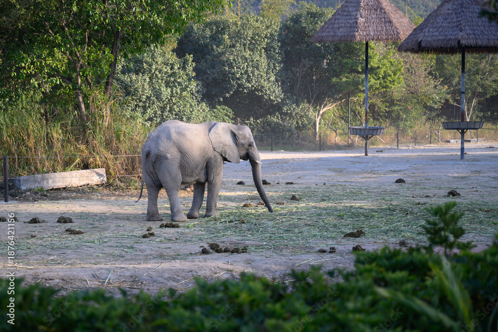 Fototapeta premium An elephant in the forest