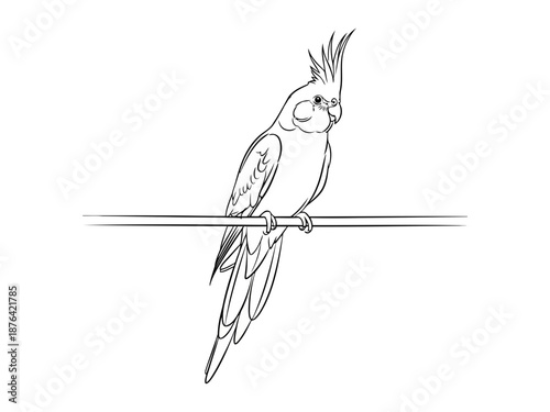 Cockatiel bird sitting on a wire