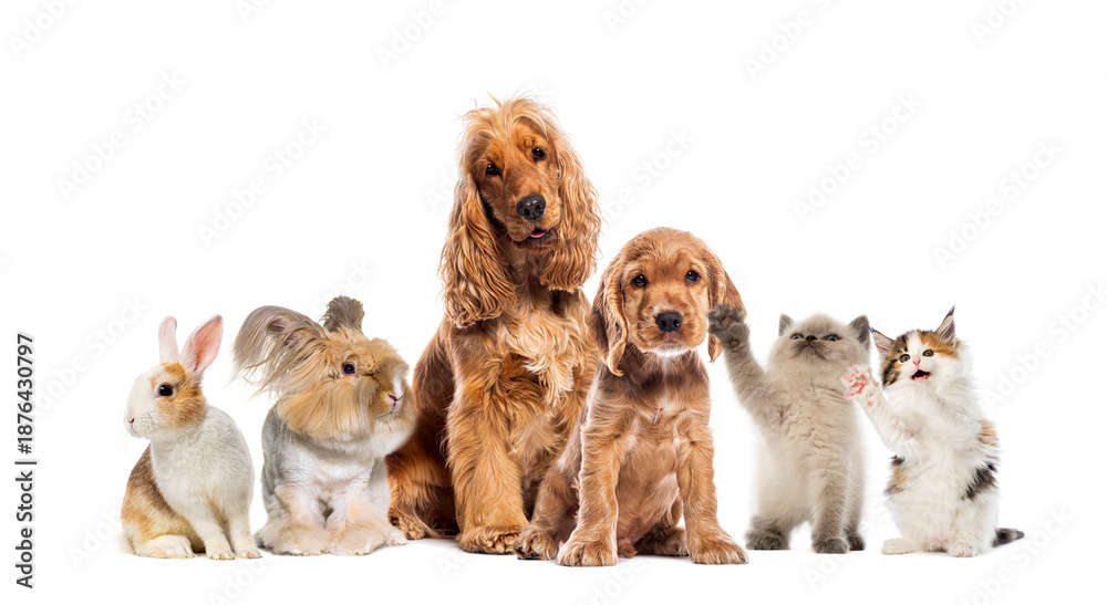 Fototapeta premium Group of pets puppy kitten rabbits cocker spaniels