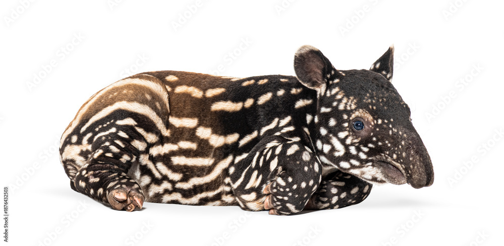 Obraz premium Young malayan tapir lying down on white background