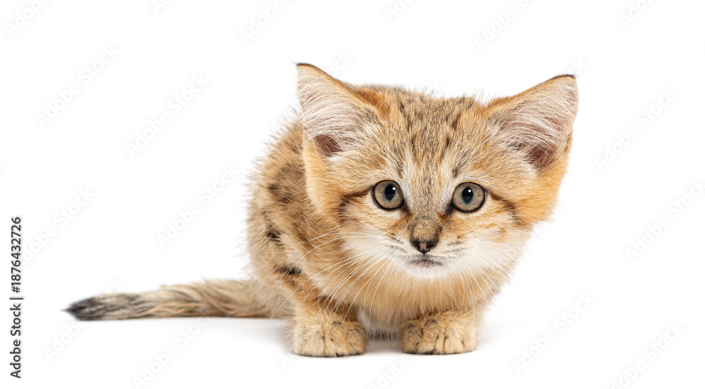Obraz premium Sand cat kitten lying on white background