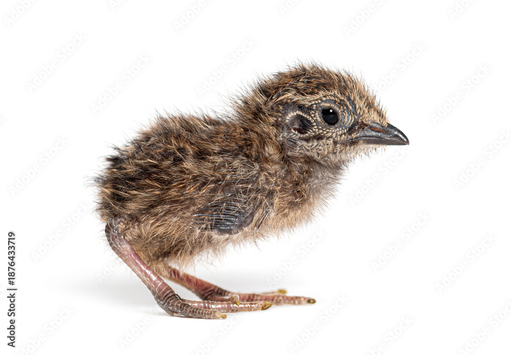 Fototapeta premium Barred buttonquail chick standing isolated white background