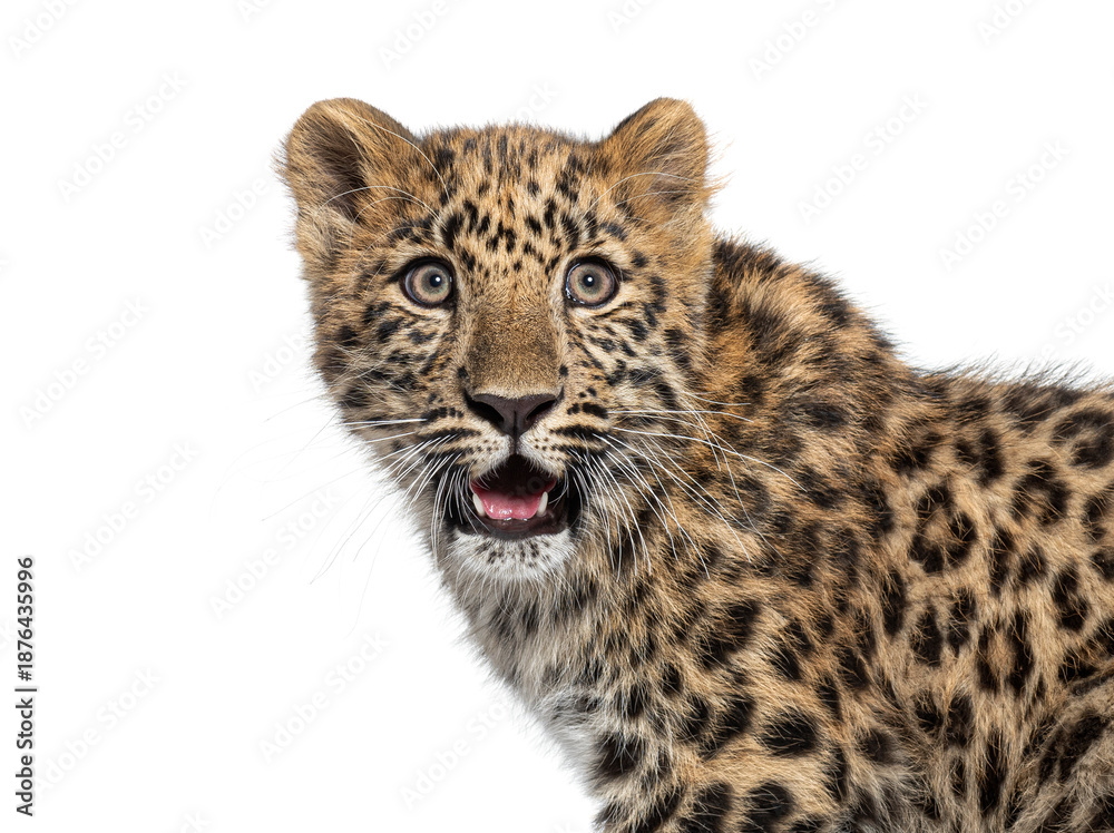 Fototapeta premium Amur leopard cub looking surprised on white background