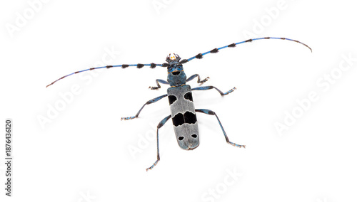 Alpine longhorn beetle rosalia alpina insect on white background