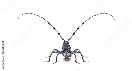 Alpine longhorn beetle rosalia longicorn on white background