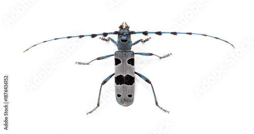 Alpine longhorn beetle rosalia alpina insect top view