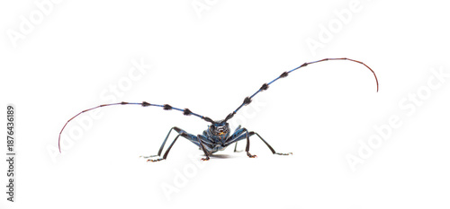 Rosalia longicorn alpine longhorn beetle on white background