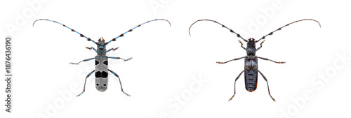 Alpine longhorn beetle rosalia alpina, top and bottom view