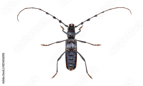 Alpine longhorn beetle rosalia longicorn insect macro isolated