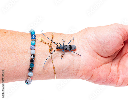 Alpine longhorn beetle crawling on human wrist with bracelets