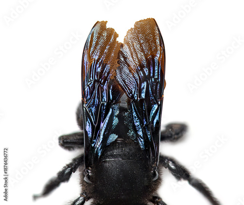 Violet carpenter bee xylocopa violacea wings iridescent macro