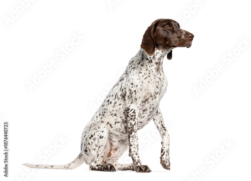 Foto German shorthaired pointer dog sitting isolated on white