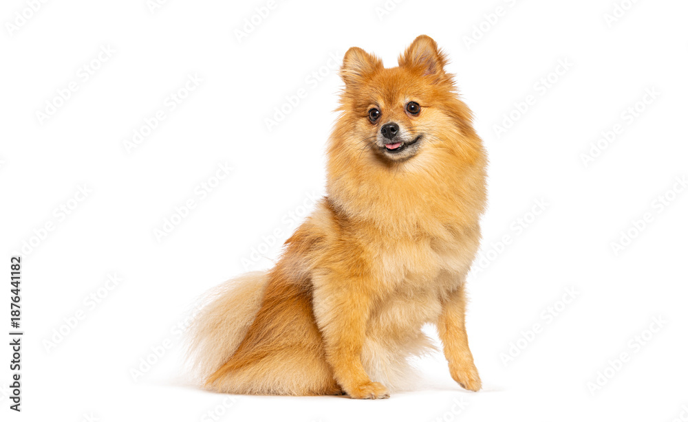 Obraz premium Pomeranian dog sitting smiling on white background