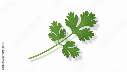 A single sprig of green cilantro with lobed leaves and a shadow