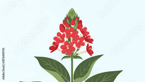 A vibrant cluster of red flowers blooms from a stem with large green leaves against a light blue backdrop