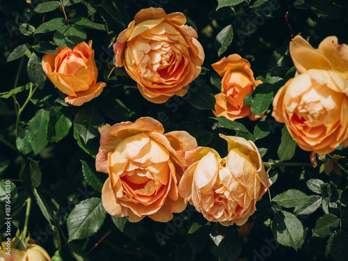 orange roses background