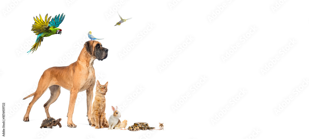 Obraz premium Group of diverse pets standing together on white background