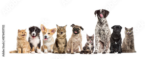 Canvas Print Group of various very expressive dogs and cats sitting together