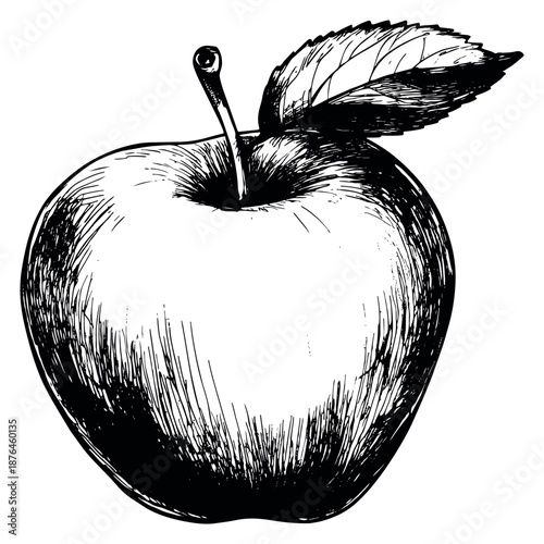 Hand drawn line art illustration of an apple depicting a fresh fruit with a leaf and stem for natural food concepts