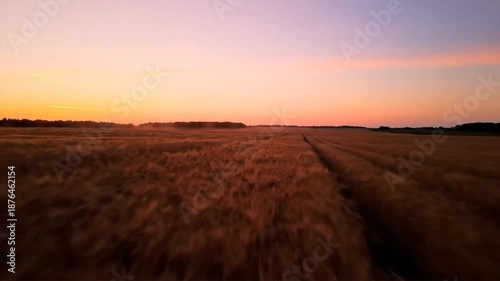 Golden wheat field at serene sunset with vibrant sky.