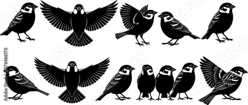 Bird silhouettes collection featuring flying and standing sparrows, detailed wings and poses, wildlife avian icons isolated on white background illustration