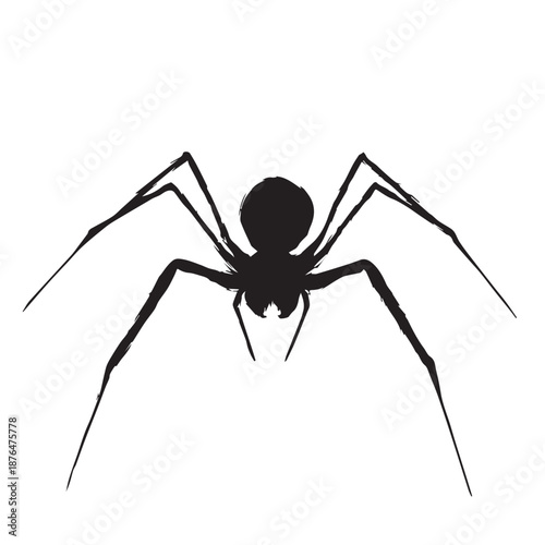 spider isolated on white background