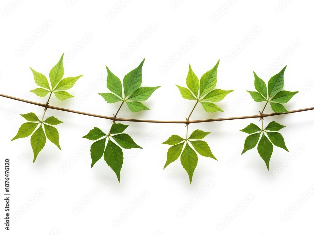 Obraz premium Virginia creeper vine with green leaves on white background