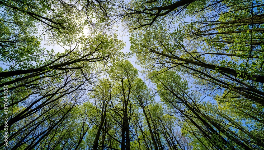 Fototapeta premium Looking up at tall green trees with sunbeams piercing
