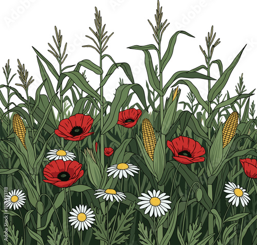 Isolated a Close up of a corn field with blooming poppies and daisies vector art with white background..