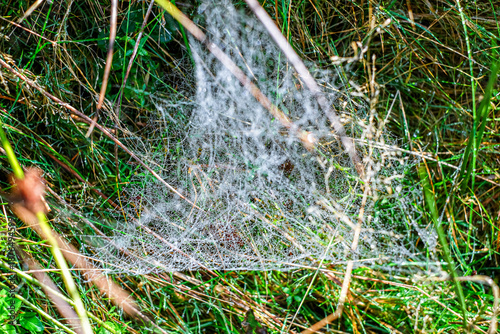 a close-up of a spider web covered in morning dew among blades of grass in a natural meadow
