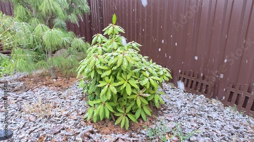 Winter returned in the middle of spring. It is snowing heavily with large snowflakes. Snow covers ornamental bushes, trees and mulch in the flower bed. Abnormal precipitation