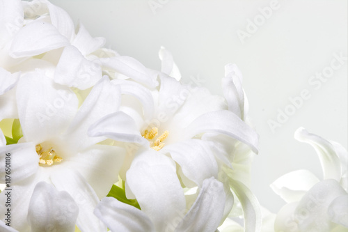 Wallpaper Mural Close up of White flower head. Torontodigital.ca