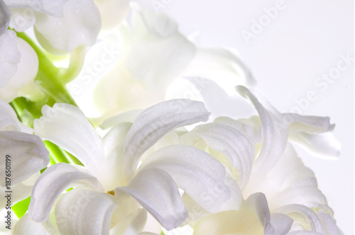 Wallpaper Mural Close up of White flower head. Torontodigital.ca