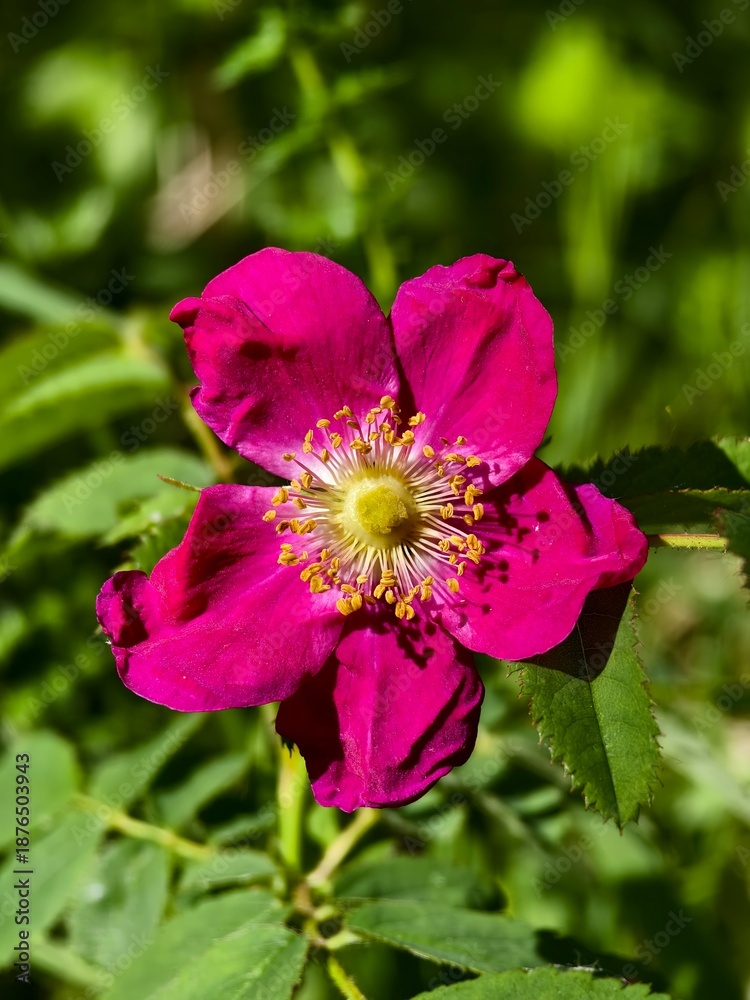 Obraz premium Vibrant magenta wild rose flower blooming amid lush green leaves in natural habitat.