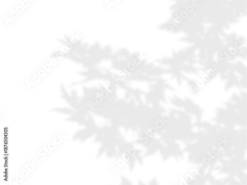 Tree branches leaf shadow overlaying transparent background