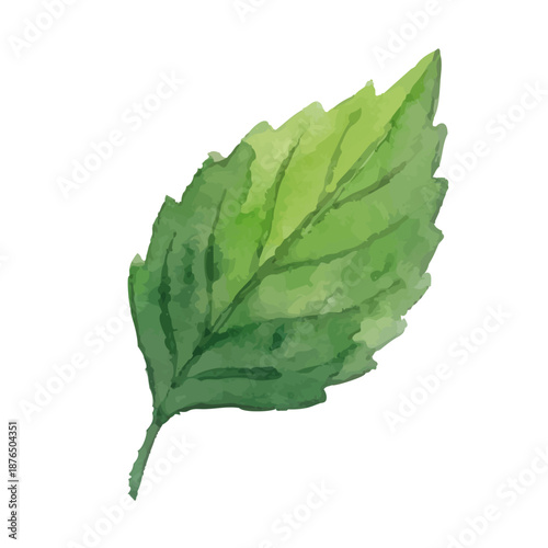 Watercolor-style Perilla/Shiso Leaf Illustration／紫蘇・大葉