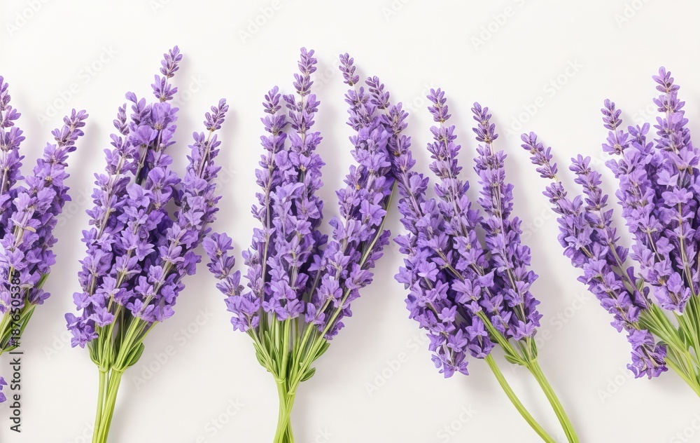 Obraz premium Beautiful lavender flowers in a row with purple and white colors and pastel tones background. Spring colorful flowers banner with copy space 