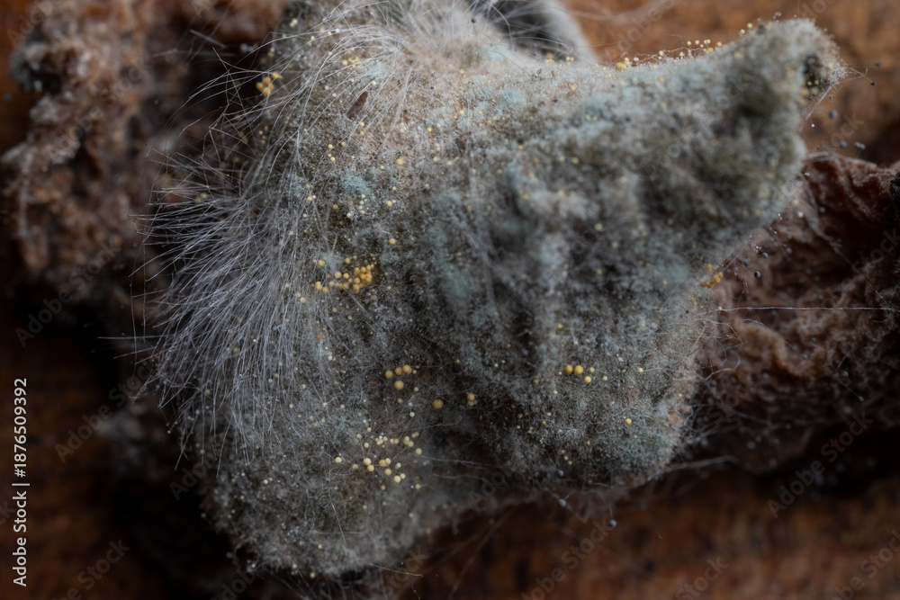 Obraz premium Extreme macro shot of colorful mold colonies, fungal spores, and hyphae texture on decaying organic matter. Concept of decomposition and biology.