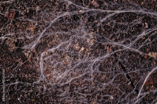 Macro texture of fungal mycelium in soil field of view 15 mm natural element for science education and biology projects