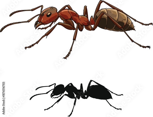 Realistic ant insect illustration with detailed anatomy and black silhouette comparison, isolated on white background, educational wildlife vector design for biology, nature, pest control concepts