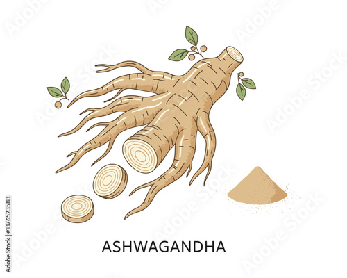 Ashwagandha vector illustration with root and powder used in alternative medicine and therapy