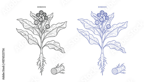 Burdock plant illustration sketch drawing vector botanical bur seed with leaf and root