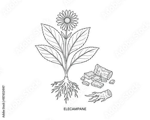 Elecampane medicinal plant with flower, roots and dry herbs isolated on transparent background