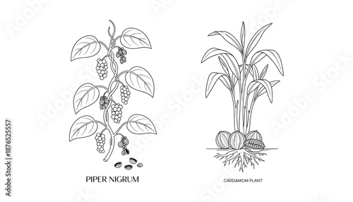 Hand drawn pepper vine and cardamom plant vector illustration for botanical purpose