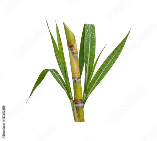 Fresh green sugarcane plant with leaves and water drops isolated on white background