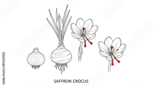 Saffron crocus spice expensive ingredient for food flavoring coloring flavoring vector art outline