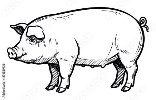 Black and white handdrawn pig standing in profile view for agriculture, livestock, or meat industry branding and farming education materials