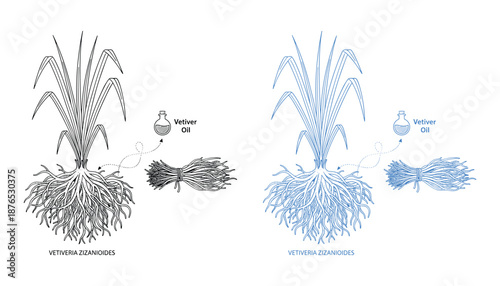 Vetiver zizanioides vector drawing set with herb oil and root on transparent background