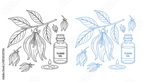 Ylang ylang vector drawing set with flowers, leaves and oil on transparent background
